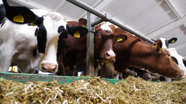 Cows eating hay on modern dairy farm. Cattle chewing fodder at milk factory. Herd of kines feeding by dry grass at cowshed. Concept of agriculture industry and animal husbandry. Slow motion