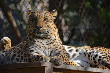 Obraz premium Indian leopard (Panthera pardus fusca) is a subspecies of the leopard (P. pardus). It is widely distributed on the Indian subcontinent. It is threatened by illegal trade of skins and body parts