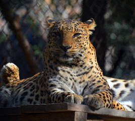 Obraz premium Indian leopard (Panthera pardus fusca) is a subspecies of the leopard (P. pardus). It is widely distributed on the Indian subcontinent. It is threatened by illegal trade of skins and body parts