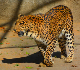 Indian leopard (Panthera pardus fusca) is a subspecies of the leopard (P. pardus). It is widely distributed on the Indian subcontinent. It is threatened by illegal trade of skins and body parts © Daniel Meunier