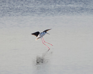 stork on the beach