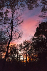 Fototapeta premium Forest silhouette at sunset with pink and purple sky and tree outlines