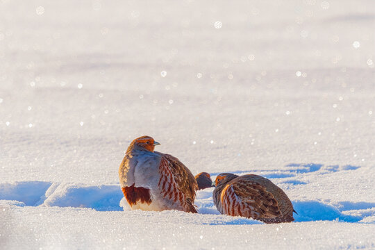 A freckle partridge - Perdix perdix on the snow