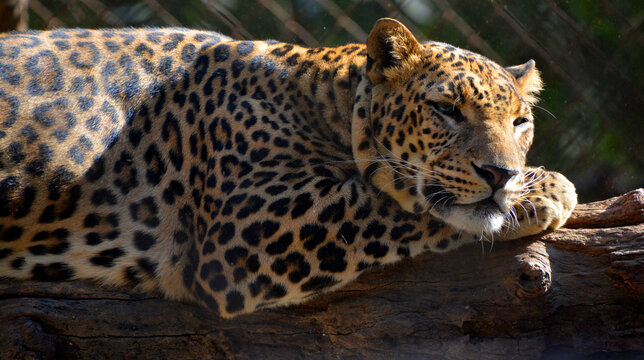 Indian leopard (Panthera pardus fusca) is a subspecies of the leopard (P. pardus). It is widely distributed on the Indian subcontinent. It is threatened by illegal trade of skins and body parts