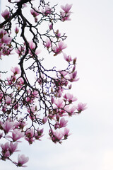Obraz premium Branch with big pink flowers on blue sky background. Tender blossoming magnolia tree in the spring garden