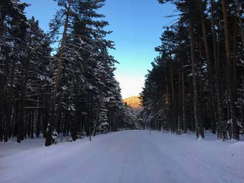 Matemale winter landscape with snow covered road through pine forest