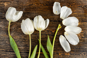 a wet white fresh tulip with torn petals spread out on a black pine wood table, a tulip flower with a broken bud spread out in parts