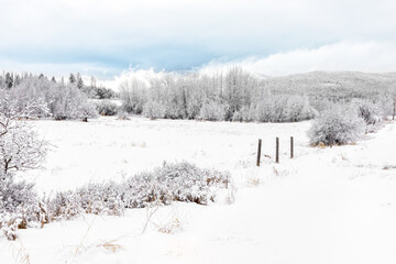 snow covered trees in a Montana winter