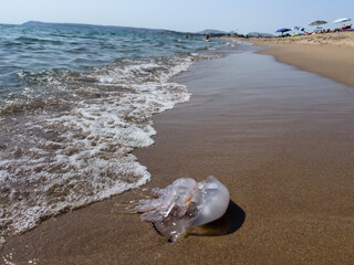 Jellyfish washed ashore on a busy beach in Spain © Alberto Gonzalez 