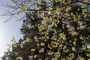Fototapeta premium a flowering willow tree with flowers in the spring season in sunny weather, a willow tree with lots of lush yellow fluffy flowers in the sunshine in the spring season