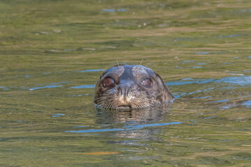 Fototapeta premium Harbour Seal 