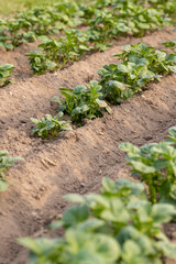 green potatoes growing in a field, dry summer weather with dry soil, the need for care and watering of green potatoes