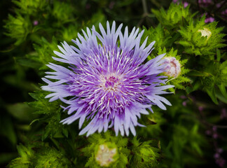 Stokesia laevis