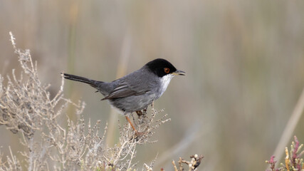 Obraz premium Sardinian Warbler (Curruca melanocephala) Perched on a Shrub