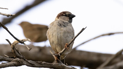 Obraz premium House Sparrow (Passer domesticus) Perched on a Branch
