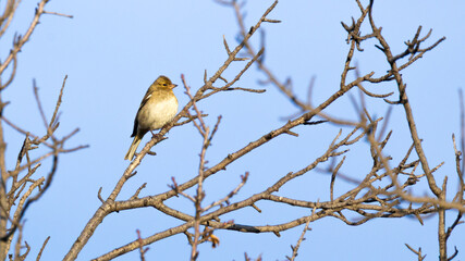 Obraz premium Common Chaffinch (Fringilla coelebs) Perched on a Branch