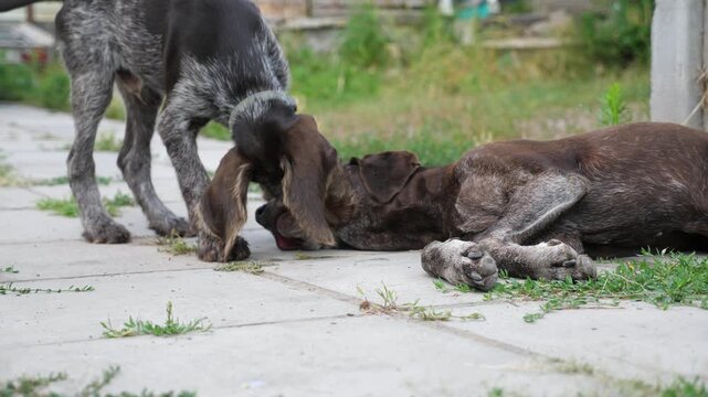 Pretty german shorthaired and wirehaired pointer dogs playing with each other in home yard. Cute brown kurzhaar and drahthaar doggy having fun in house courtyard. Concept of love for animals. Slow mo