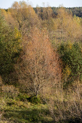 Fototapeta premium autumn landscape with deciduous trees with orange foliage during leaf fall at sunset, autumn beautiful landscape with different types of trees during sunset, calm weather without wind