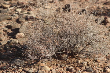 Obraz premium desert plant