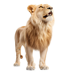 Obraz premium Golden retriever dog standing proud