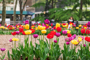 Colorful tulips blooming in a city park in spring, vibrant floral background with red, yellow and purple flowers.