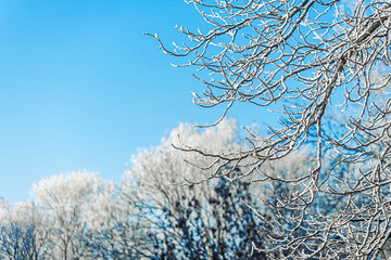 Frosted tree branches against blue sky, minimal winter nature background with copy space and cold weather concept.