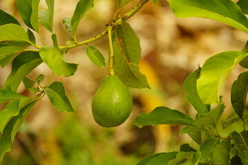 Avocado fruit on the tree (Persea americana) Lauraceae family. Baturit&eacute;&ndash; Cear&aacute;, Brazil. 