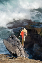 California brown pelican with red bill on sea cliff