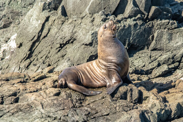 Fototapeta premium Stellar sea lion
