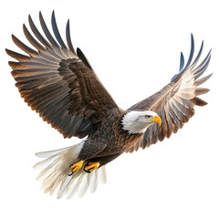 Obraz premium Eagle flying with wings spread