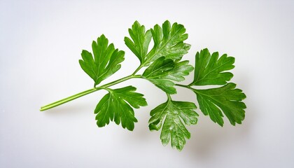 Obraz premium A Single Sprig Of Flat Leaf Parsley On Transparent Background
