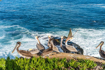 California brown pelican with red bill on sea cliff