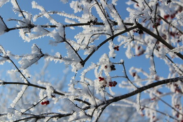 Snow and rime ice on the branches of bushes. Beautiful winter background with trees covered with hoarfrost. Plants in the park are covered with hoar frost. Cold snowy weather. Cool frosting texture.