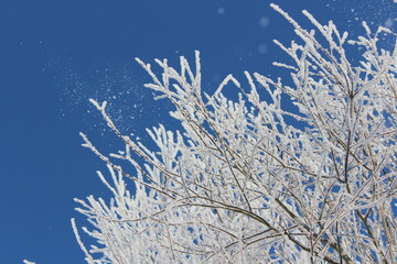 Fototapeta premium Snow and rime ice on the branches of bushes. Beautiful winter background with trees covered with hoarfrost. Plants in the park are covered with hoar frost. Cold snowy weather. Cool frosting texture.