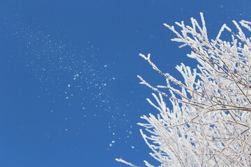 Snow and rime ice on the branches of bushes. Beautiful winter background with trees covered with hoarfrost. Plants in the park are covered with hoar frost. Cold snowy weather. Cool frosting texture.