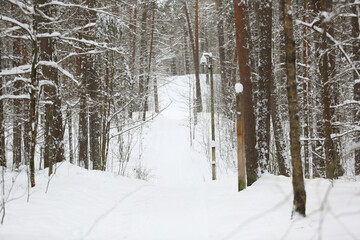 Snow-covered path in a pine forest leading into the distance, peaceful winter landscape