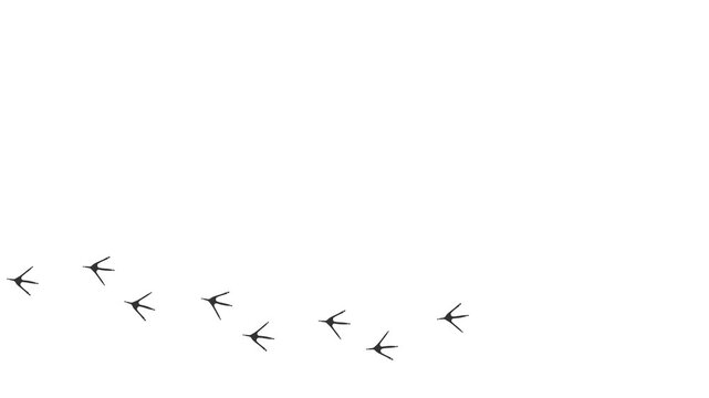 Loop animation of the gray silhouette of the footprints of a bird.  Trajectories that follow the path of movement. Animation of Stork paw prints on a white background.  Animated Video