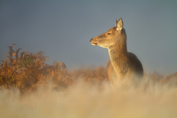 Portrait of female red deer hind standing  in misty meadow at sunrise
