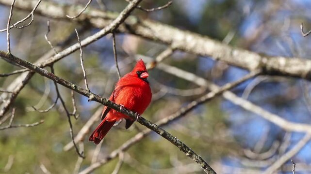 Adult northern cardinal red bird perched in bare tree against a blurry winter background.