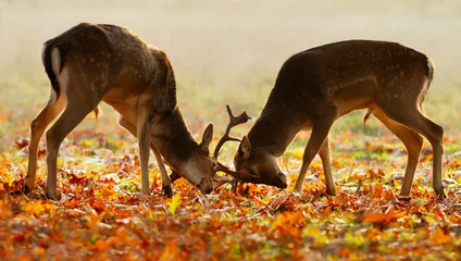 Young Fallow deer stags practice fighting during the rutting season in autumn © giedriius