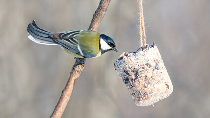 great tit parus major © lazalnik