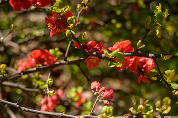 Obraz premium Close-up of blossoming Chaenomeles shrub with red petals and green leaves under sunlight.