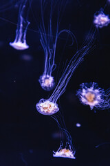 Jellyfish gracefully floating in the deep, blue sea. The translucent creature's delicate tentacles and bell-shaped body are highlighted against the dark