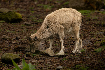 Stunning male Markhor showcasing its large, spiral-shaped horns in a mountain setting. Rare and majestic wild goat species.