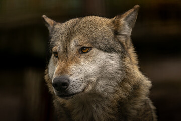 Majestic gray wolf standing in its natural habitat, looking alert. Captures the essence of wilderness and untamed nature.