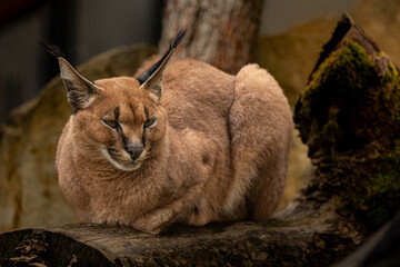 Stunning caracal showing its signature long, black ear tufts and intense gaze. Beautiful wild cat portrait.