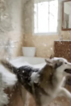 Sequence Of A Wet Orange Cat In A Towel Turban Trying To Bathe A Grumpy Husky In A Foam-Filled Bathtub, The Husky Suddenly Bolting And Slipping Around The Tub As The Cat Chases With The Shower