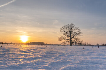 Solitary oak tree in a snow-covered winter field at golden sunrise, calm rural landscape with frost textures and wide open sky