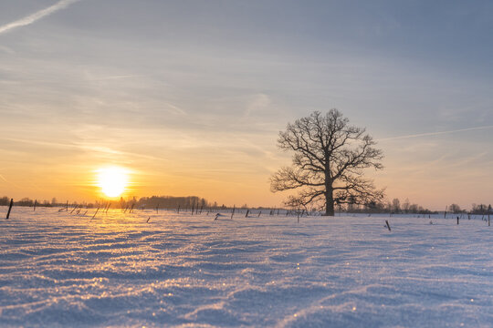 Solitary oak tree in a snow-covered winter field at golden sunrise, calm rural landscape with frost textures and wide open sky - Powered by Adobe