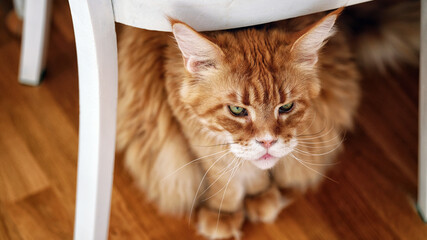 A red Maine Coon cat sitting on a wooden floor under a white chair. Close up.
